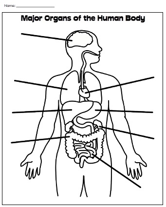 Printable Human Body Worksheet