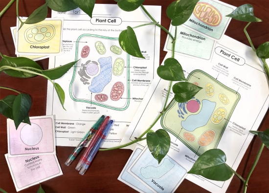 Plant Cell Worksheets
