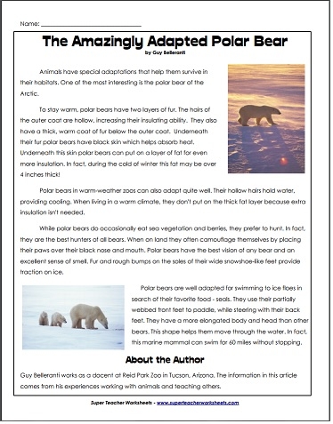 Polar Bear Article