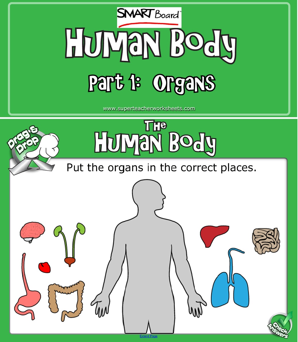 Human Body SMART Board Activity