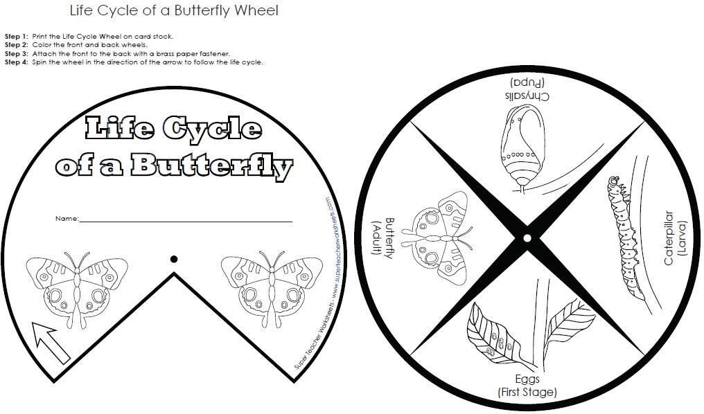 Butterfly Life Cycle Wheel