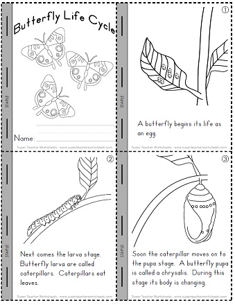 Mini Book: Butterfly Life Cycle