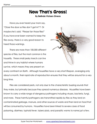Insect Worksheets - Reading Comprehension