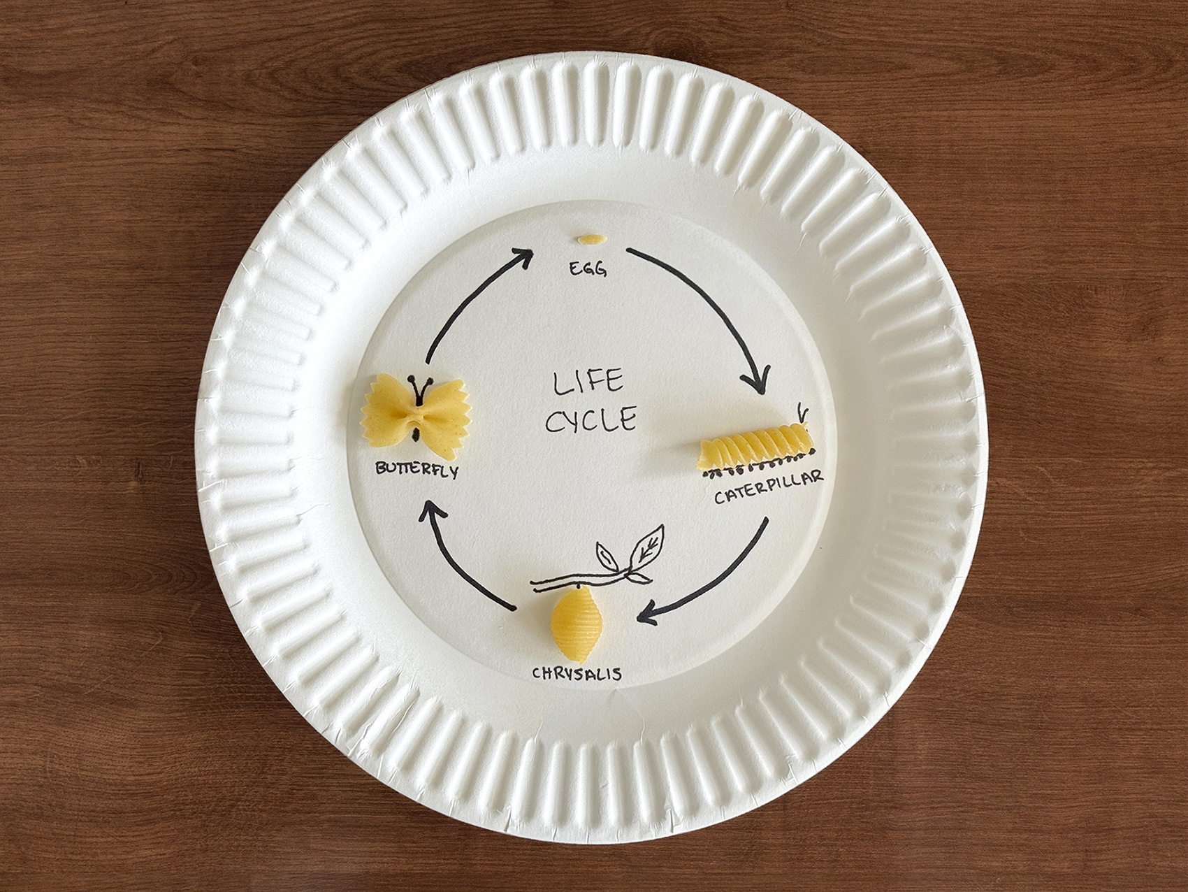 Life Cycle Project