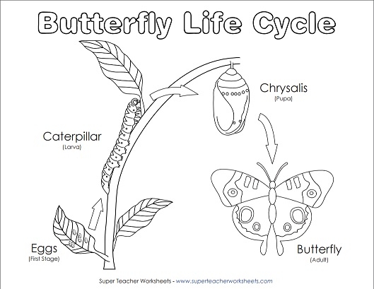 butterfly life cycle coloring pages