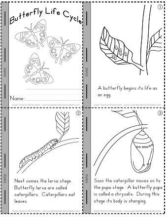 Life Cycle of a Butterfly