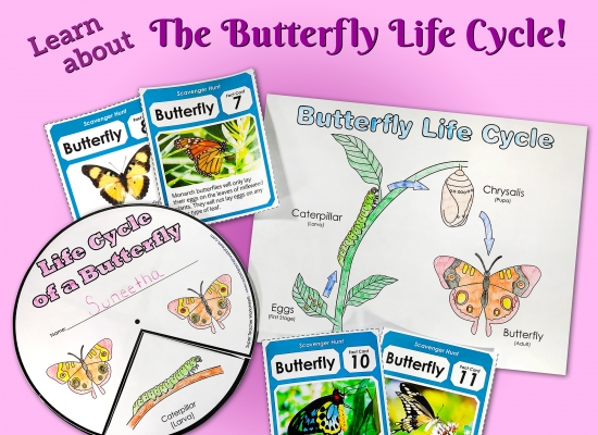 Butterfly Life Cycle Activities 