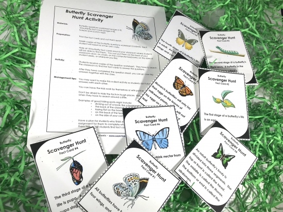 Butterfly Life Cycle Activities