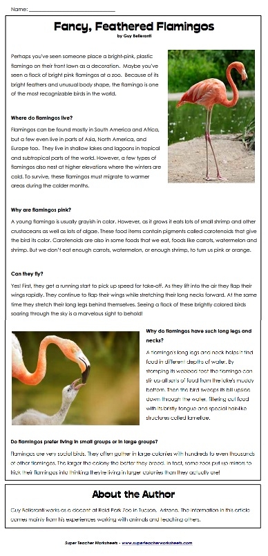 Flamingos Reading Comprehension