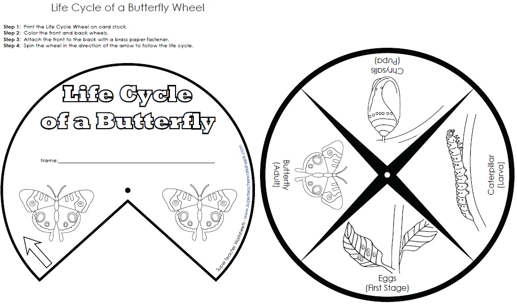 butterfly life cycle coloring pages