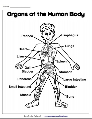 organs of the human body chart