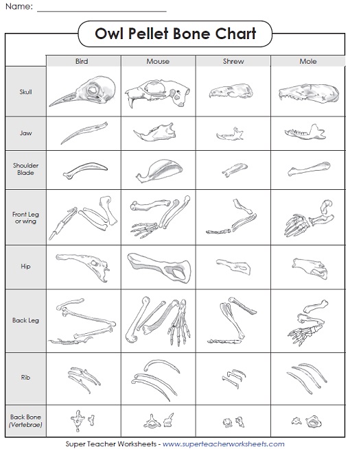 Owl Pellet Bone Chart Free Printable