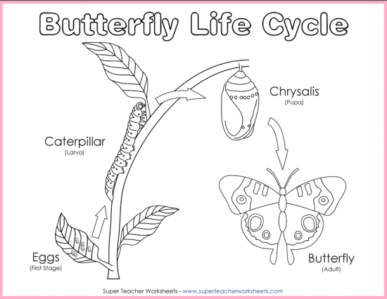 Butterfly Life Cycle Chart