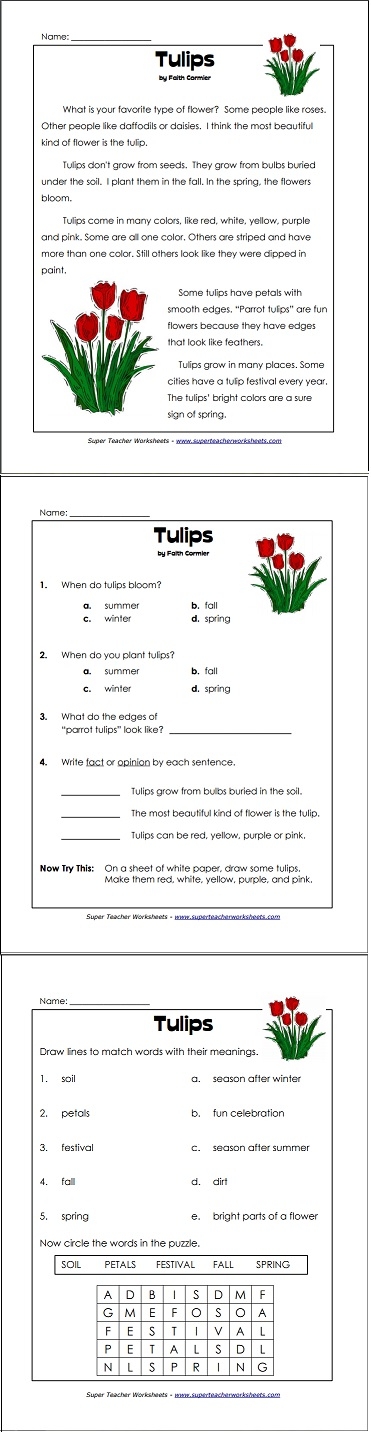 Tulips Reading Comprehension Worksheet