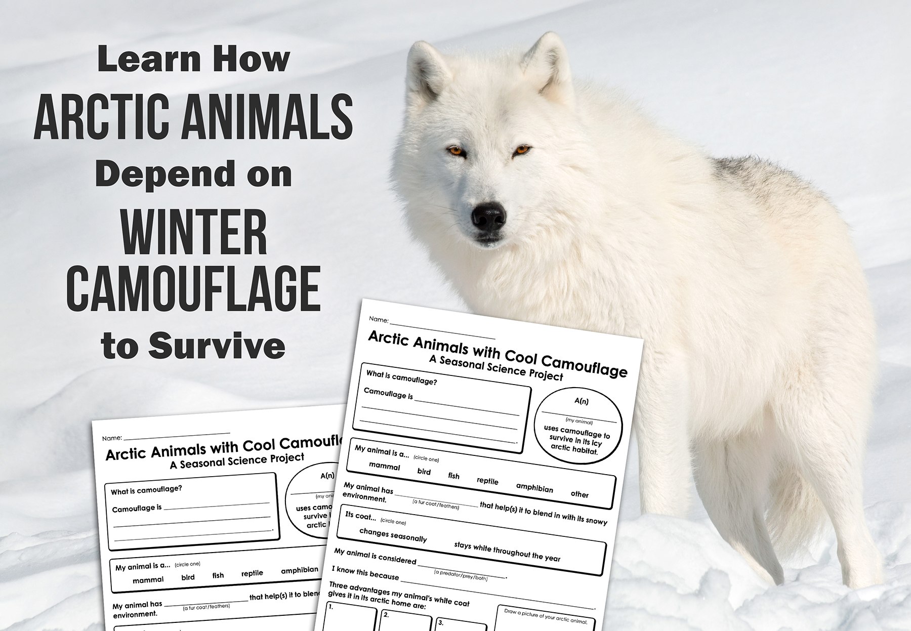 Learn About Arctic Animals with Cool Camouflage!