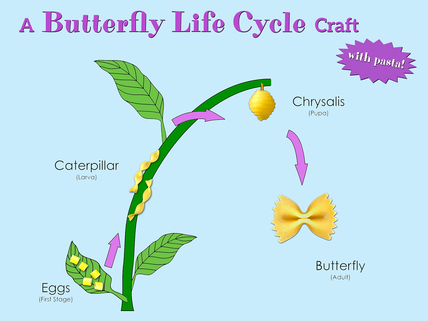 Life Cycle of a Butterfly Craft