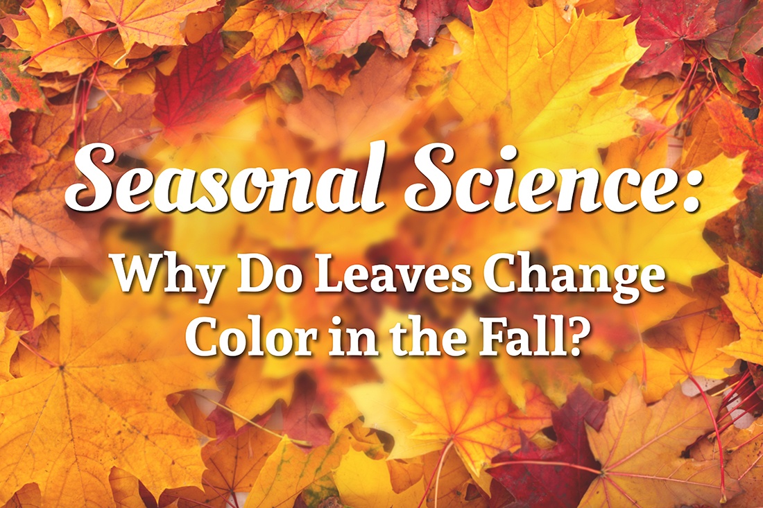 Fall Science Experiment