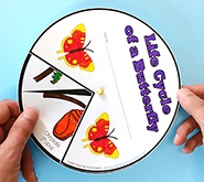 Explore the Butterfly Life Cycle Preview