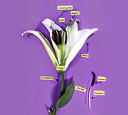 Parts of a Flower Activity Preview