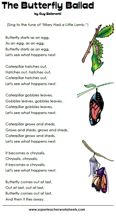 Butterfly Life Cycle Butterfly Life Cycle