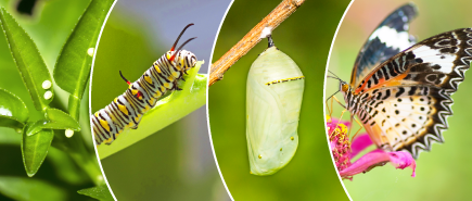 Life Cycle of the Butterfly