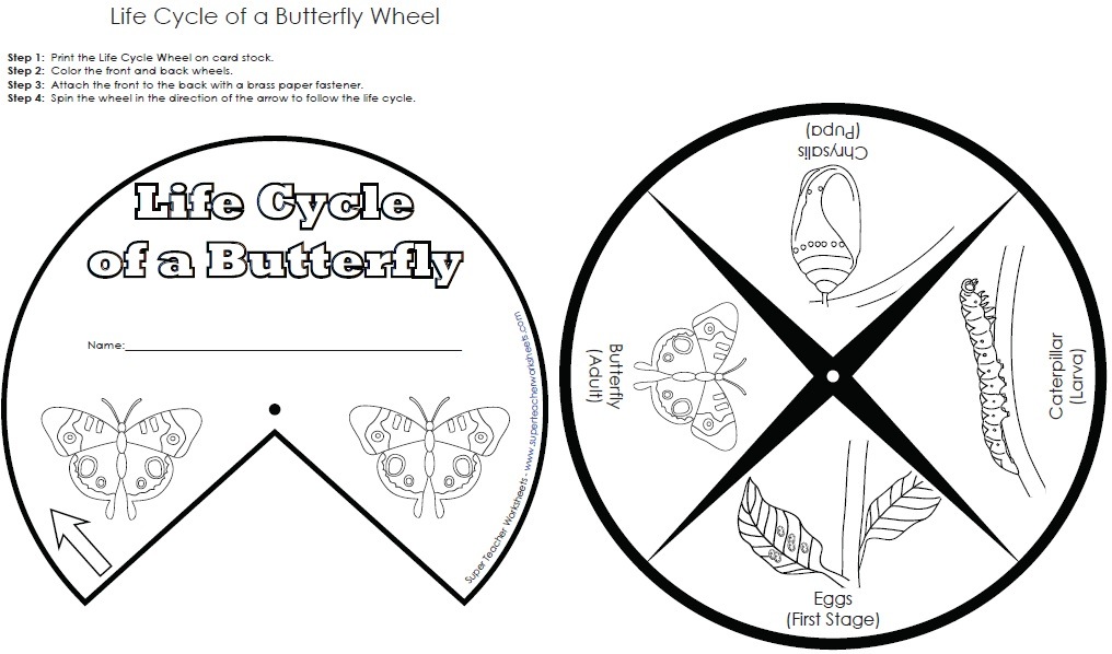 Resultado de imagen de butterfly life cycle worksheet