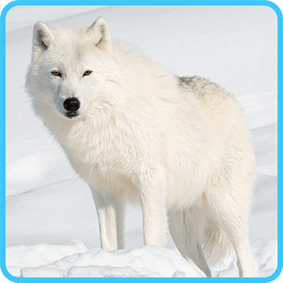 Learn About Arctic Animals!