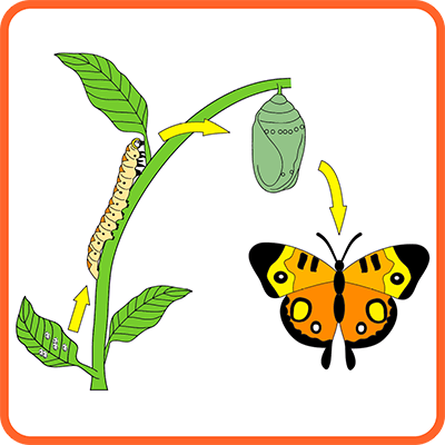 Explore the Butterfly Life Cycle
