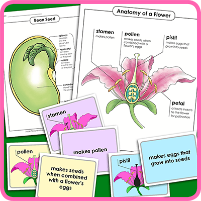 Plant and Flower Worksheets