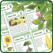 Plant Worksheets