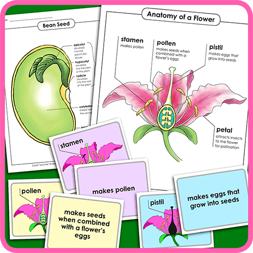 Plant Life Worksheets