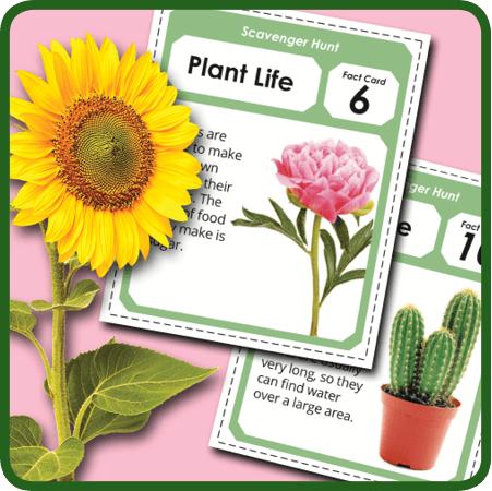 Plant Worksheets