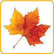 Autumn Leaves Activity