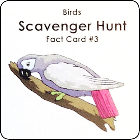 Scavenger Hunt Flashcards