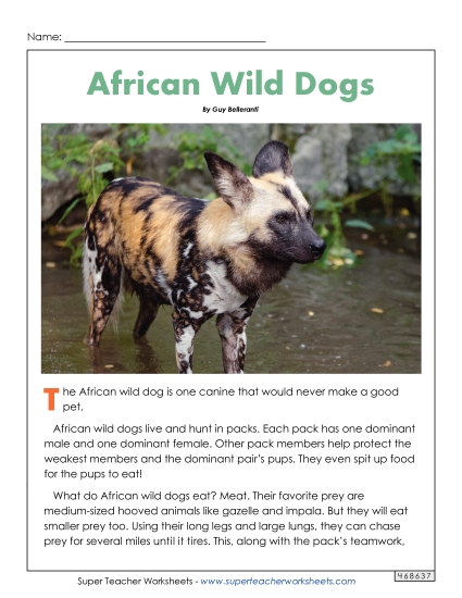Mammals - African Wild Dogs Mammals - African Wild Dogs