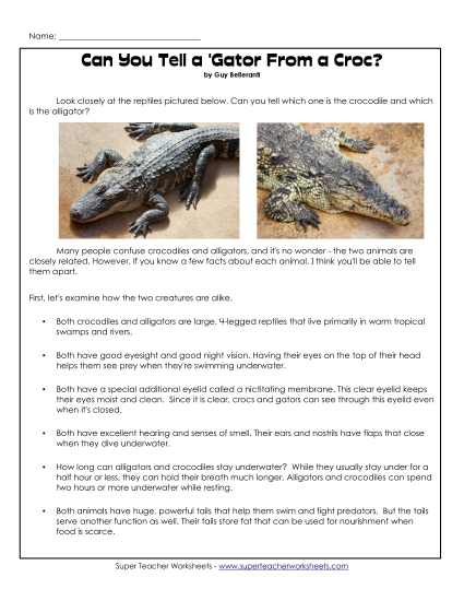 Reptiles - Alligators and Crocodiles