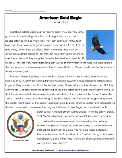 Bald Eagle - American Bald Eagle