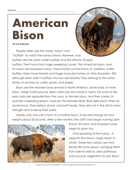 Mammals - American Bison Mammals - American Bison