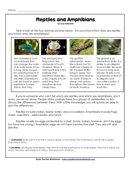 Amphibians - Amphibians and Reptiles Amphibians - Amphibians and Reptiles