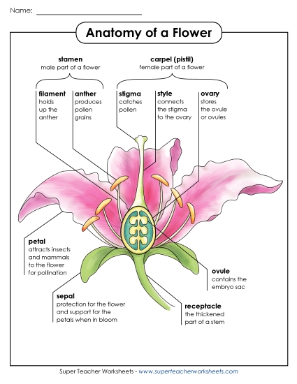 Flowers - Anatomy of a Flower Poster (Advanced) Flowers - Anatomy of a Flower Poster (Advanced)