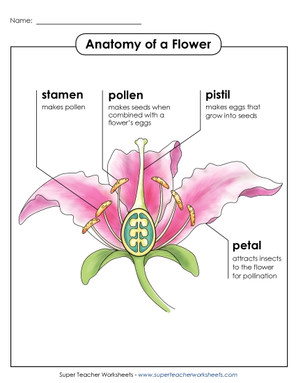 Flowers - Anatomy of a Flower Poster (Intermediate) Flowers - Anatomy of a Flower Poster (Intermediate)