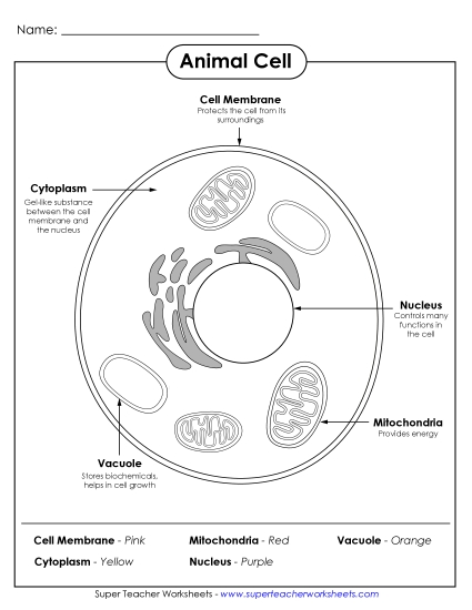 Animal Cells (Basic) - Animal Cell Coloring