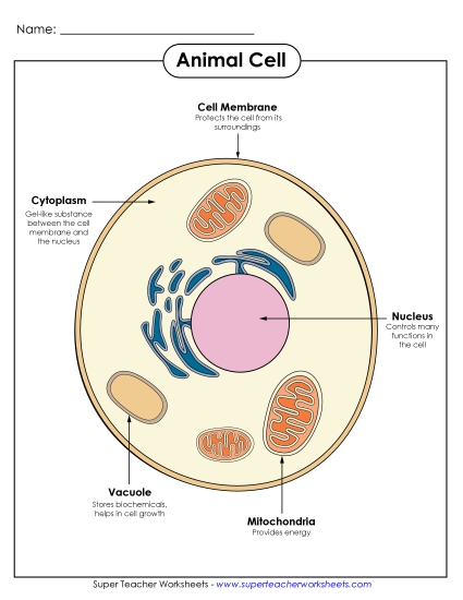 Animal Cells (Basic) - Animal Cell Parts (Color Poster) Animal Cells (Basic) - Animal Cell Parts (Color Poster)