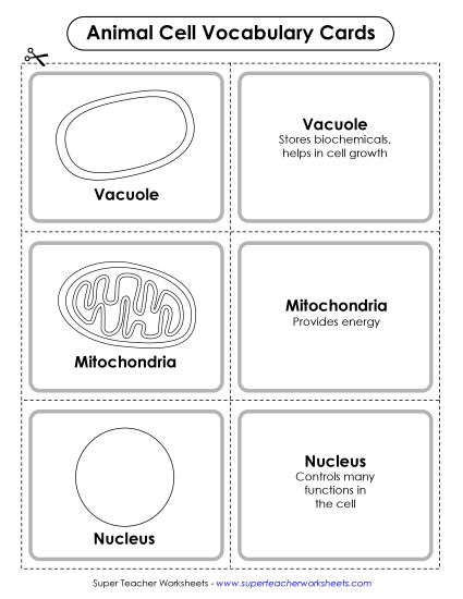 Animal Cells (Basic) - Animal Cell Vocabulary Cards