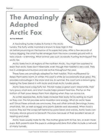 Mammals - Arctic Foxes    