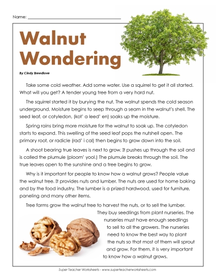 Stories & Articles - Article: Wonderful Walnuts Stories & Articles - Article: Wonderful Walnuts