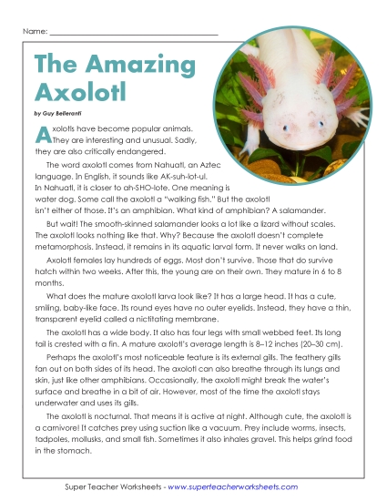 Reading Comprehension Passages - Axolotls (Nonfiction Article) (Printable PDF Worksheet)