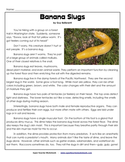 Other Animals - Banana Slugs Other Animals - Banana Slugs
