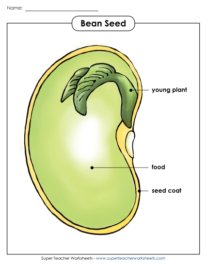 Beans and Bean Plants - Bean Parts Poster (Basic) Beans and Bean Plants - Bean Parts Poster (Basic)