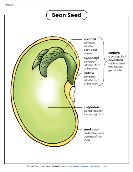 Beans and Bean Plants - Bean Parts Poster (Intermediate) Beans and Bean Plants - Bean Parts Poster (Intermediate)